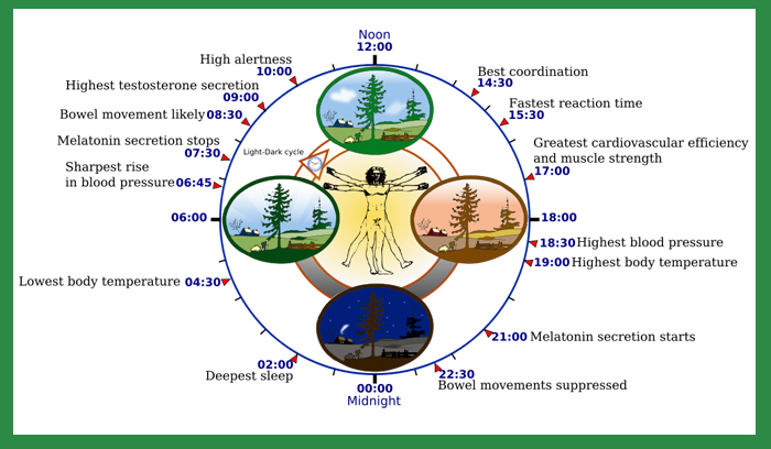 Human Biological Clock