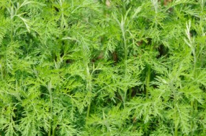 Green Southernwood (Artemisia Abrotanum) Plant