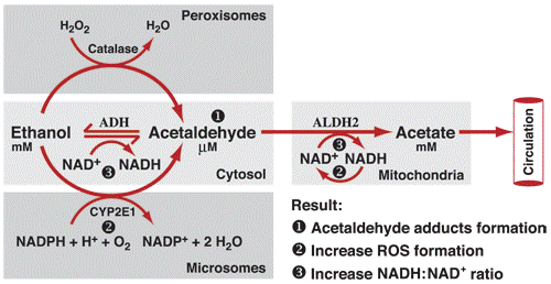 NAD IV Therapy