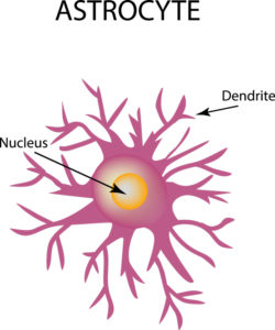 NADH can be transported across the plasma membranes of astrocytes