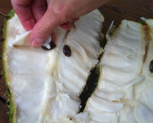 soursop pods and seeds