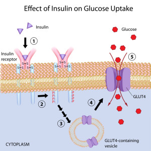 Insulin and Glucose Uptake