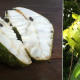 soursop graviola