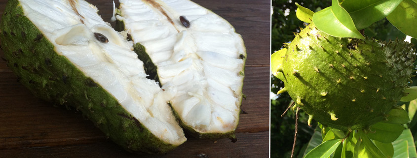 soursop graviola