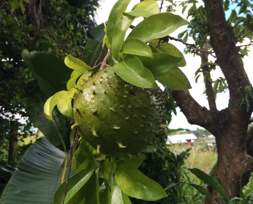 soursop tree