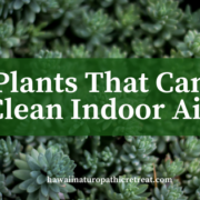plants that can clean indoor air