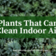 plants that can clean indoor air