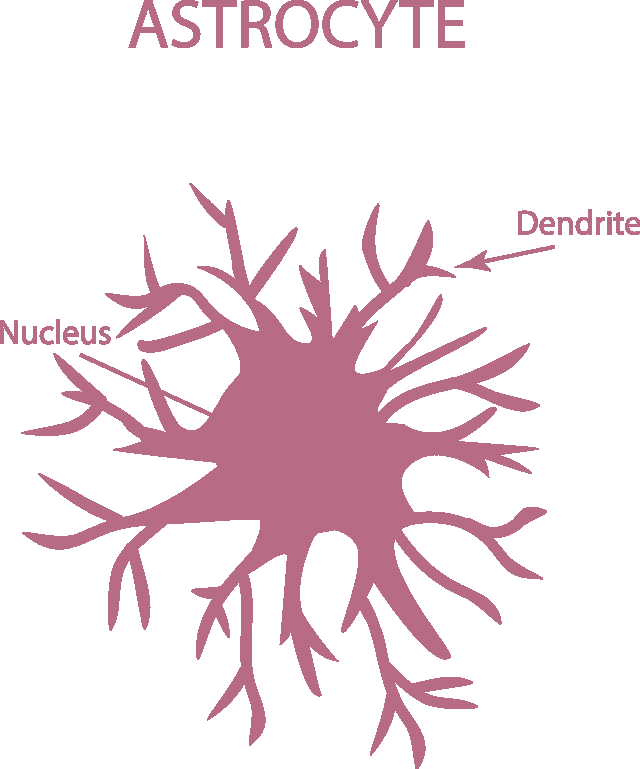astrocyte Biology Diagrams