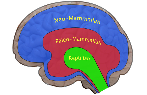 The Triune Brain