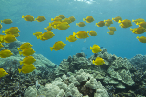 hawaii detox retreat center snorkeling big island