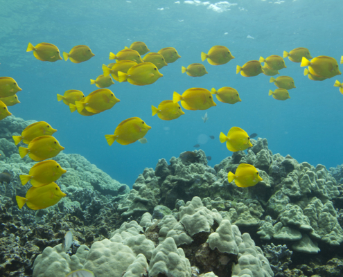 hawaii detox retreat center snorkeling big island