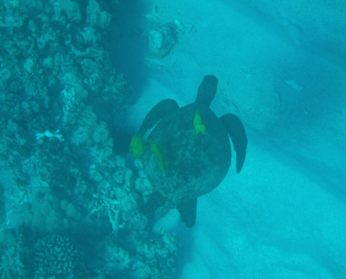 Two step snorkeling Honaunau Bay