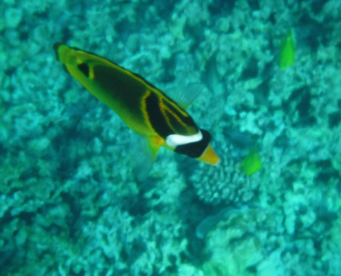 Two step snorkeling Honaunau Bay