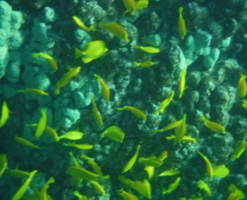 Two step snorkeling Honaunau Bay