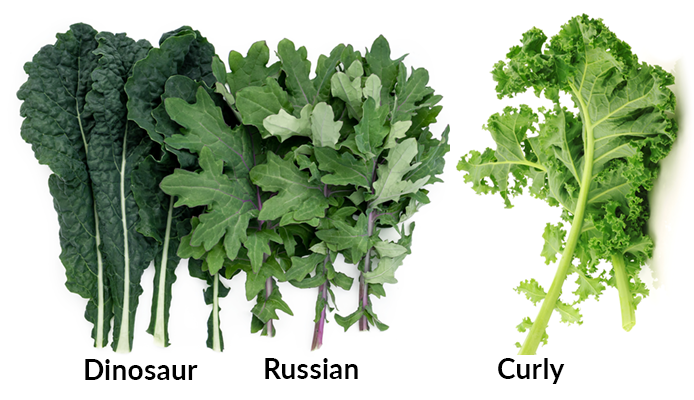 3 types of kale Russian, Dinosaur, and Curly Kale