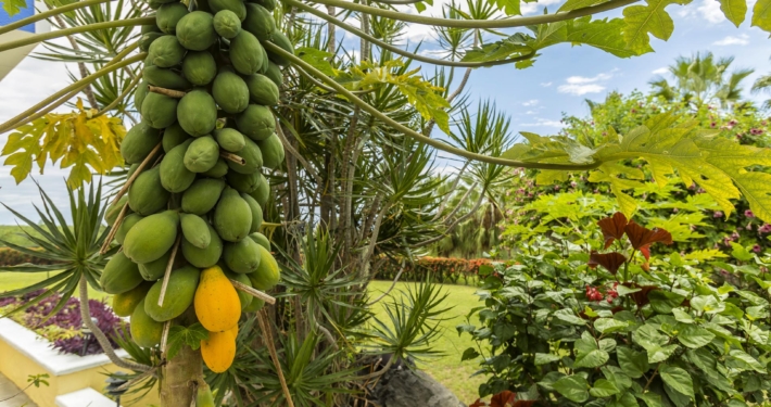 Luana Inn wellness travel destination in Hawaii - juice fasting, water fasting, wellness detox, healthy vacations